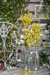 FORSYTHIA STD 100CM  - image 5