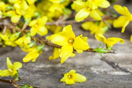 FORSYTHIA STD 100CM  - image 2