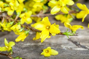 FORSYTHIA STD 100CM  - image 2