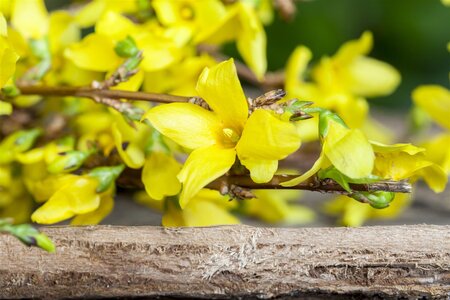 FORSYTHIA STD 100CM  - image 3