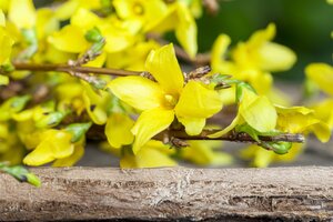 FORSYTHIA STD 100CM  - image 3