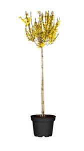 FORSYTHIA STD 100CM