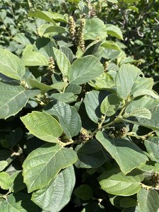 FOTHERGILLA MOUNT AIREY 40CM