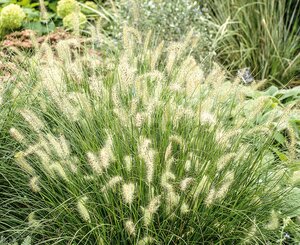 FOUNTAIN GRASS HAMELN 2G