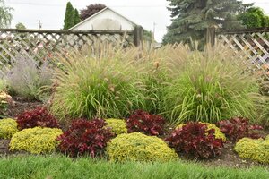 FOUNTAIN GRASS LEMON SQUEEZE 8IN