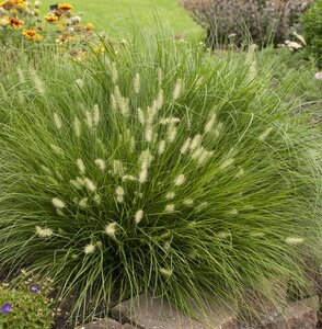 FOUNTAIN GRASS LITTLE BUNNY 1G