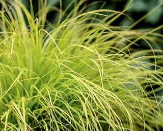 FOUNTAIN GRASS LUMEN GOLD 1G