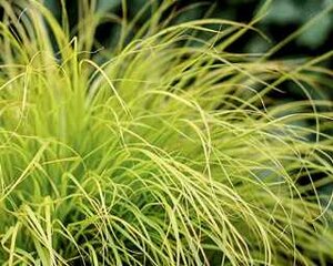 FOUNTAIN GRASS LUMEN GOLD 1G