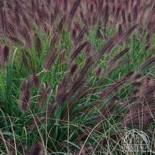 FOUNTAIN GRASS MOUDRY 1G