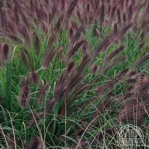 FOUNTAIN GRASS MOUDRY 1G