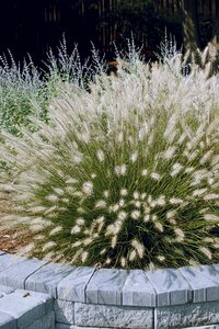 FOUNTAIN GRASS PIGLET 1G