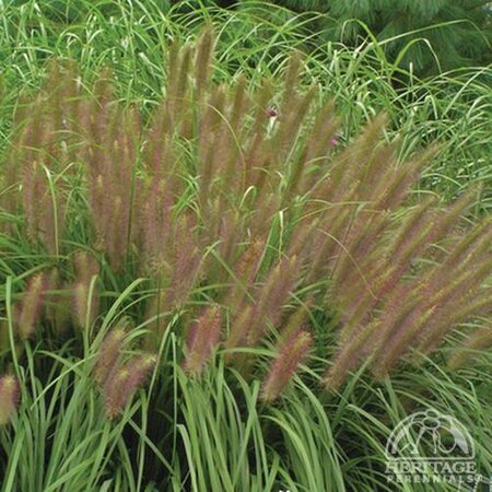 FOUNTAIN GRASS REDHEAD 1G