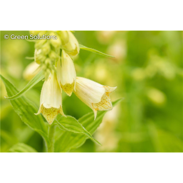 FOXGLOVE ARCTIC FOX LEMON 1G