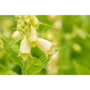 FOXGLOVE ARCTIC FOX LEMON 1G