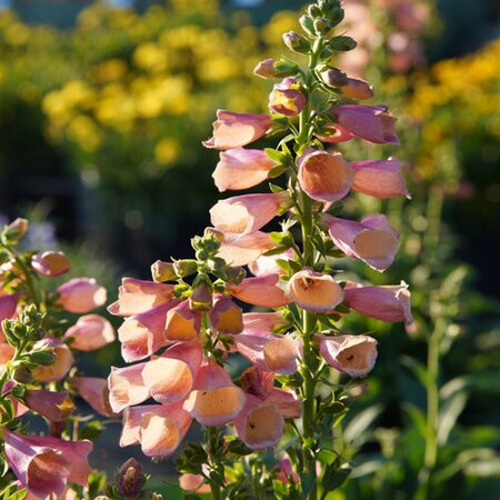 FOXGLOVE ARCTIC FOX ROSE 1G