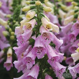 FOXGLOVE CAMELOT LAVENDER 1G