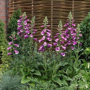 FOXGLOVE DALMATIAN PURPLE 1G