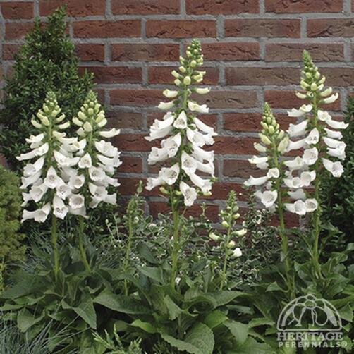 FOXGLOVE DALMATIAN WHITE 1G