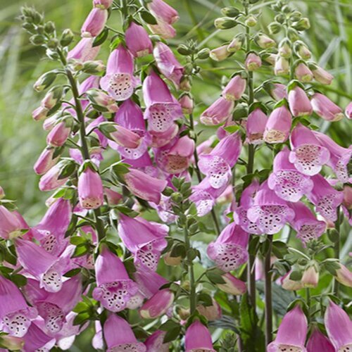 FOXGLOVE PANTHER 1G