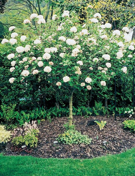 FRAGRANT SNOWBALL VIBURNUM STD 90CM