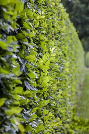 FRANS FONTAINE HORNBEAM 175CM  - image 2