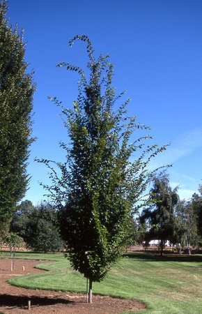 FRANS FONTAINE HORNBEAM 250 CM - image 1