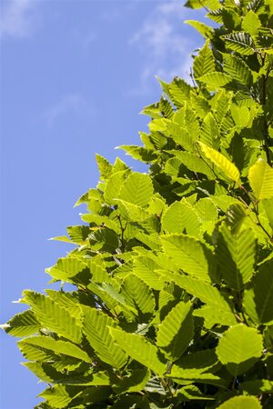FRANS FONTAINE HORNBEAM 275CM  - image 1