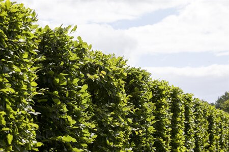 FRANS FONTAINE HORNBEAM 275CM  - image 3