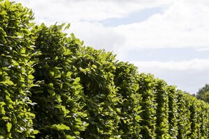 FRANS FONTAINE HORNBEAM 275CM  - image 3