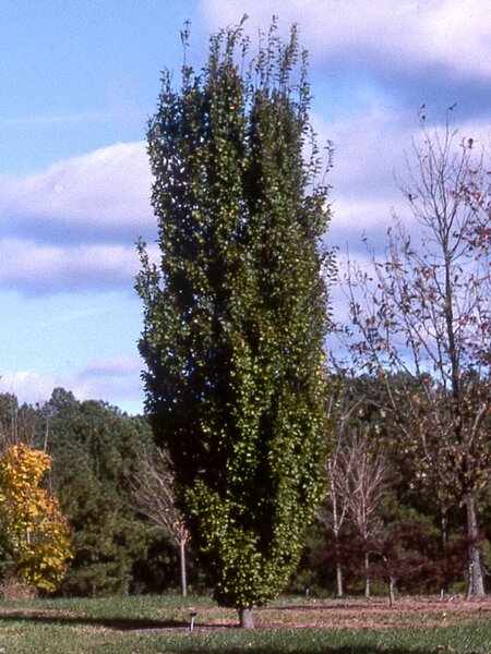 FRANS FONTAINE HORNBEAM 275CM