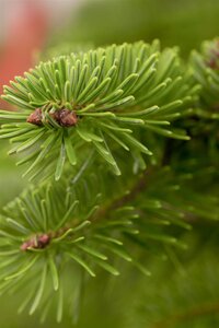 FRASER FIR 100 CM (No warranty if put inside) - image 2