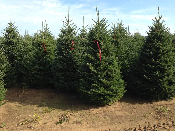 FRASER FIR 110 CM