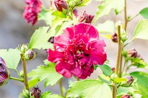 FRENCH CABARET RED HIBISCUS 3G (ROSE OF SHARON) - image 2