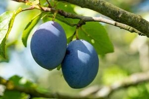 FRENCH PRUNE/PLUM SEM (3 MONTH WARRANTY)