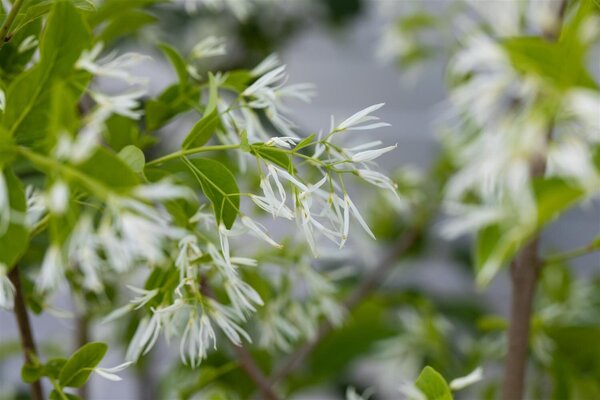 FRINGE TREE 100 CM