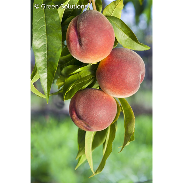 FROST PEACH SEM-DWARF