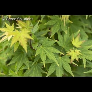 FULL MOON JAPANESE MAPLE 200CM