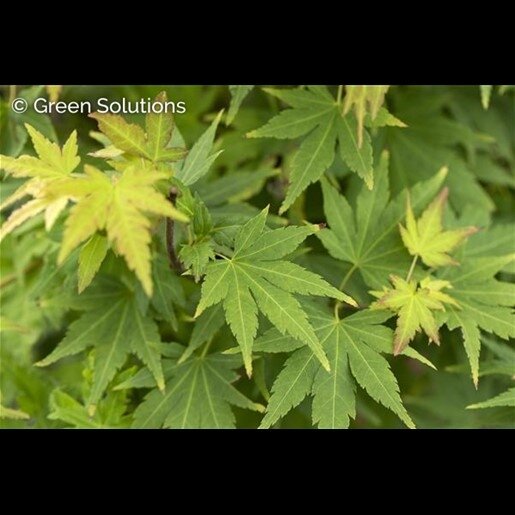 FULL MOON JAPANESE MAPLE 5G 70CM