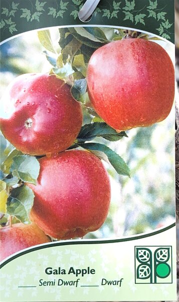 GALA APPLE SEMI DWARF 150CM