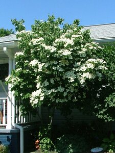 GALILEAN DOGWOOD 175CM