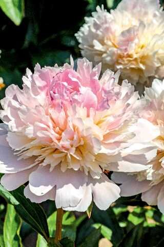 GARDEN PEONY ALERTIE 2G light pink