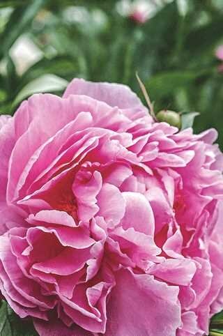 GARDEN PEONY ALEXANDER FLEMING 2G