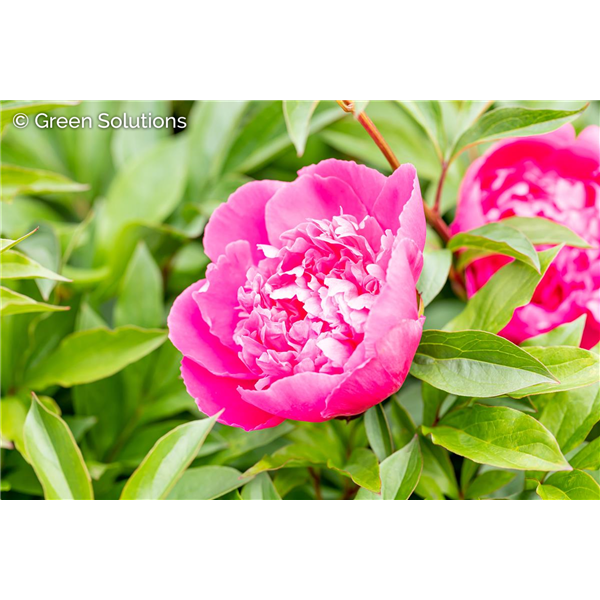 GARDEN PEONY AMABAILIS 1G