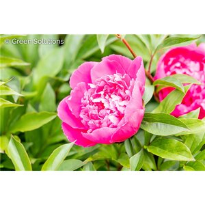 GARDEN PEONY AMABAILIS 1G