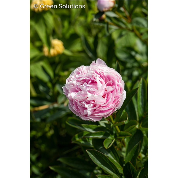 GARDEN PEONY ANGEL CHEEKS 2G