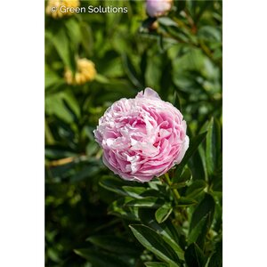 GARDEN PEONY ANGEL CHEEKS 2G