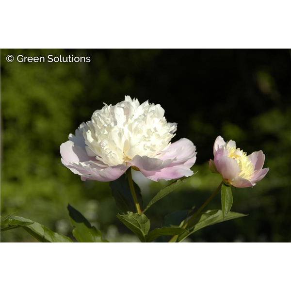 GARDEN PEONY CATHARINA FONTIJN 1G