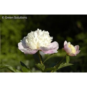 GARDEN PEONY CATHARINA FONTIJN 1G
