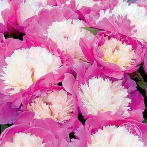 GARDEN PEONY CORA STUBBS 2G