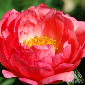 GARDEN PEONY CORAL SUNSET 2G